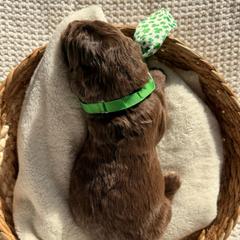 Boy 1 - Brown and white male Saint Berdoodle puppy in Chicago, Illinois from Gentle Giant Saint Berdoodles