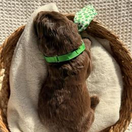 Boy 1 - Brown and white male Saint Berdoodle puppy in Chicago, Illinois from Gentle Giant Saint Berdoodles
