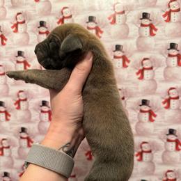 Bowie - Brindle male Great Dane puppy in Jerusalem, Arkansas from Mara Danes