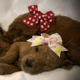Poodle Puppies from Prissy Pants Poodles LLC