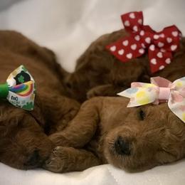 Poodle Puppies from Prissy Pants Poodles LLC