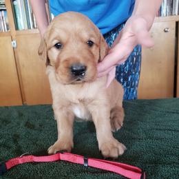 Red boy - Golden male Golden Retriever puppy in Merino, Colorado from High Plains Goldens