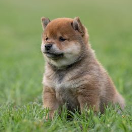 Girl 3 - Red female Shiba Inu puppy in Hephzibah, Georgia from Evenfalls Shiba Inu