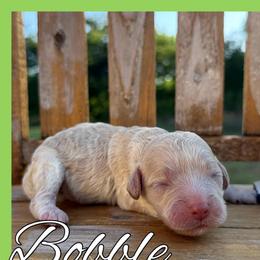 Bobble - Cream male Cockapoo puppy in Clinton, Oklahoma from Enchanted Spaniels