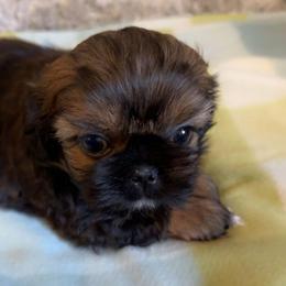 Rosie - Tricolor female Shih Tzu puppy in Azusa, California from RJ Shih Tzu lover