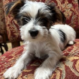 Sweet - Parti female Yorkshire Terrier puppy in Arizona from Land B Star Classy Puppies