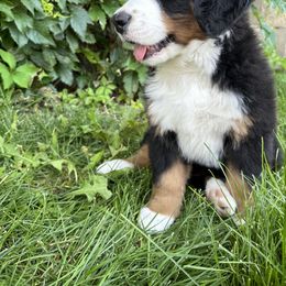 Bernese Mountain Dog Puppies from Blair Berners