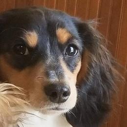 Zoe - Dachshund