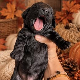 Moon - Black female Poodle puppy in Sacramento, California from Poodles & Pomeranians of Manila
