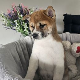 Shiba Inu Puppies from Shiba Shenanigans