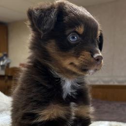 Abby - Red tri female Miniature Australian Shepherd puppy in Osceola Mills, Pennsylvania from Grace River Aussies
