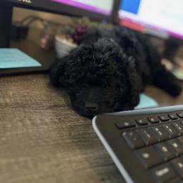 Cavapoo, Cockapoo, Goldendoodle, and Maltipoo Puppies from Perdue Puppies