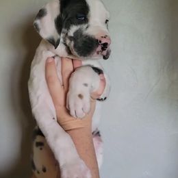 Bubbles - Harlequin female Great Dane puppy in Port Clinton, Ohio from LakeSide Danes