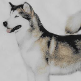 Alaskan Malamutes from Bearcat Alaskan Malamutes