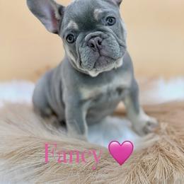 French Bulldog Puppies from Heaven Lee French Bulldogs