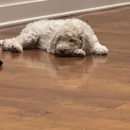 Goldendoodle Puppies from Arizona Doodles