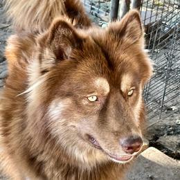 Rihan - Siberian Husky