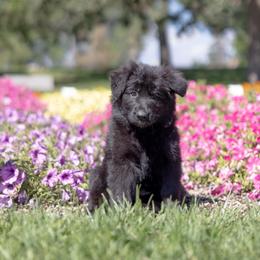 Girl 3 - female German Shepherd puppy in Loveland, Colorado from Coal Creek Shepherds