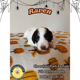 Raven - Brown and white female Bernedoodle puppy in High Point, North Carolina from Kingsfield Doodles