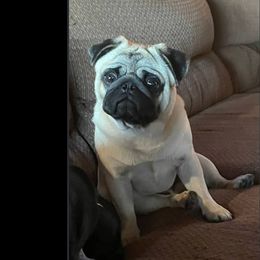 Finn - Pug