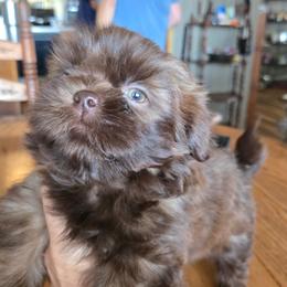 Fem. Choc. People backed out. Ready now - Chocolate female Shih Tzu puppy in Missouri from Farm Animal Mommy Shih tzu's Michalek Dog Breeder