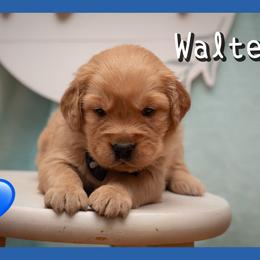 Walter - Dark golden male Golden Retriever puppy in Driggs, Idaho from SK Golden Retrievers