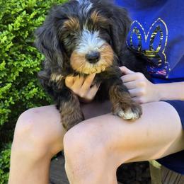 Bernedoodle and Goldendoodle Puppies from Ivey's Poodles & Doodles