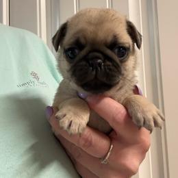 Peep - Fawn male Pug puppy in Ludowici, Georgia from Royal Destiny Kennels