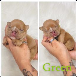 Green collar - Fawn male Bulldog puppy in Seattle, Washington from Authentic Bullys