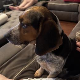Lady Grace - Beagle