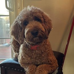 Izzy - Goldendoodle