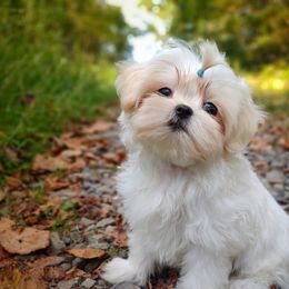 Companion Cross, Havanese, Mal-Shi, Maltese, Maltipoo, Morkie, and Shih Tzu Puppies from Seeking Shalom Acres Maltese, Maltipoos & Havamalts