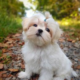 Companion Cross, Havanese, Mal-Shi, Maltese, Maltipoo, Morkie, and Shih Tzu Puppies from Seeking Shalom Acres Maltese, Maltipoos & Havamalts