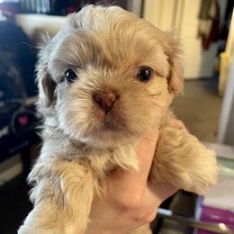 Shih Tzu Puppies from Amanda's Shih Tzu