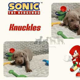 KNUCKLES THE ECHIDNA - Silver gray male Weimaraner puppy in Ferrum, Virginia from LAAT Weims