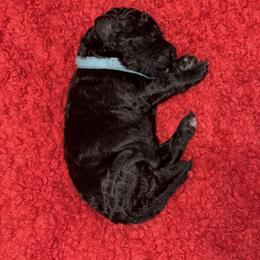 Sheepadoodle Puppies from Mojave Premier Kennels