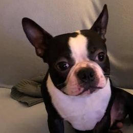 Boston Terriers from Pat 's Boston Terriers