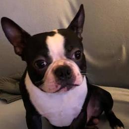 Boston Terriers from Pat 's Boston Terriers