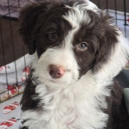 Aussiedoodle and Miniature American Shepherd Puppies from Lori Davis