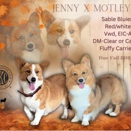 Pembroke Welsh Corgi puppies from Sunshine Corgies