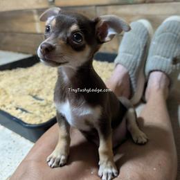 Bambi - Companion Cross