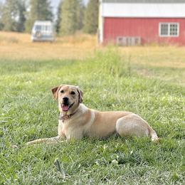 Labrador Retriever All Grown Up from Learn's Labs