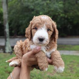 Summit (Black Collar) - Yellow and white male Bernedoodle puppy in Palmetto Bay, Florida from SOMIDOODLES