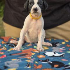 Yellow collar female - Black and white female Pointer puppy in New York from Bishop Kennels