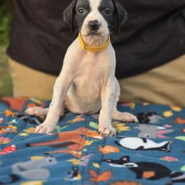 Yellow collar female - Black and white female Pointer puppy in New York from Bishop Kennels