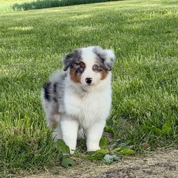 Sadie - Blue merle female Miniature American Shepherd puppy in Kentucky from Kidd’s Miniature American Shepherds
