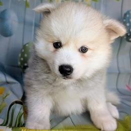 Teddy-2000 - Wolf sable male Pomsky puppy in Spring Hill, Florida from www.PuppyTimeEmporium.com