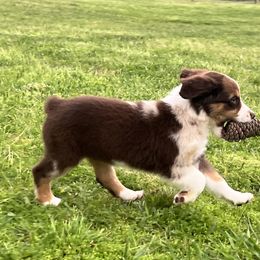 Australian Shepherd, Miniature Australian Shepherd, and Toy Australian Shepherd Puppies from JKKJ Farms