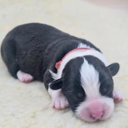 Red collar - Black and white male Cardigan Welsh Corgi puppy in Omaha, Arkansas from DnD Corgis