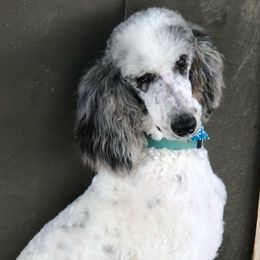 Old English Sheepdogs, Poodles, and Sheepadoodles from Life Unleashed Farm